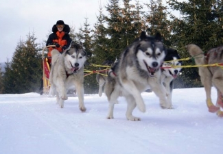 Husky karts